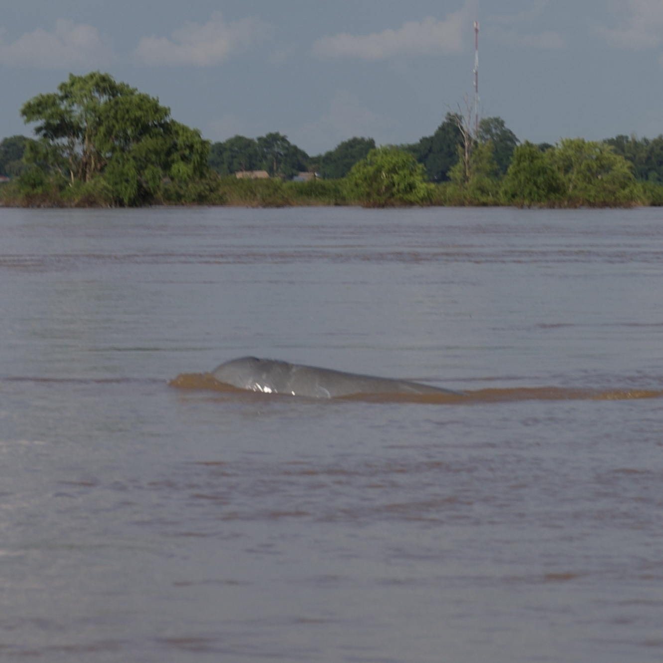 Les dauphins de l’Irrawaddy